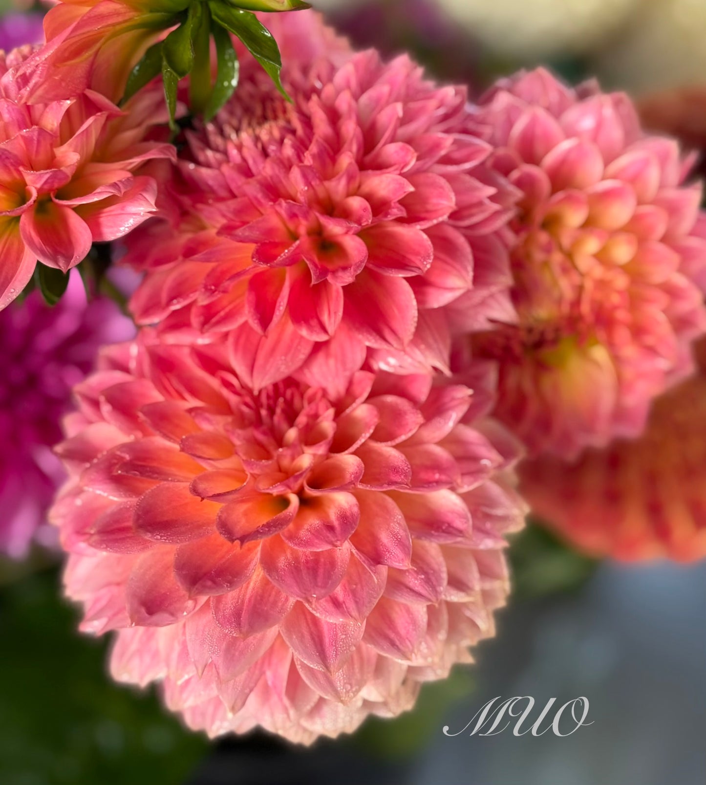 C.K Peachy - Dahlia - Miniature Decorative