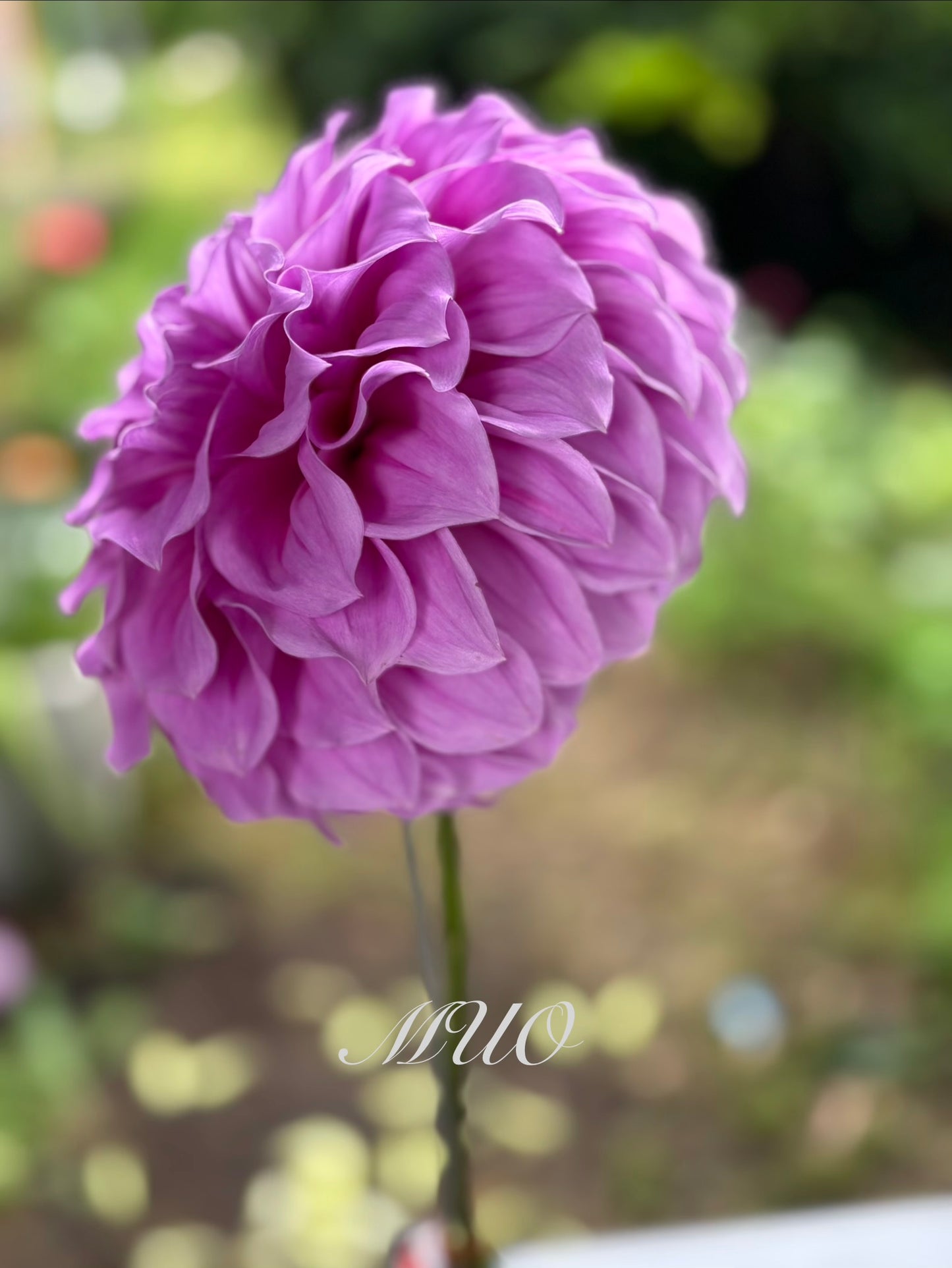 Como Polly - Dahlia - Medium Decorative