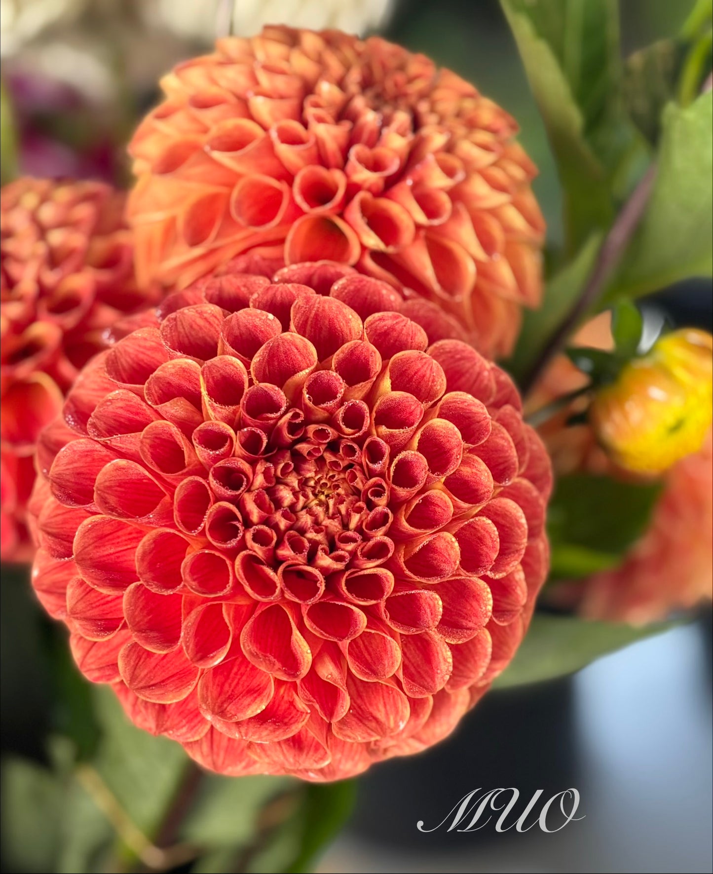 Larva O - Dahlia - Ball