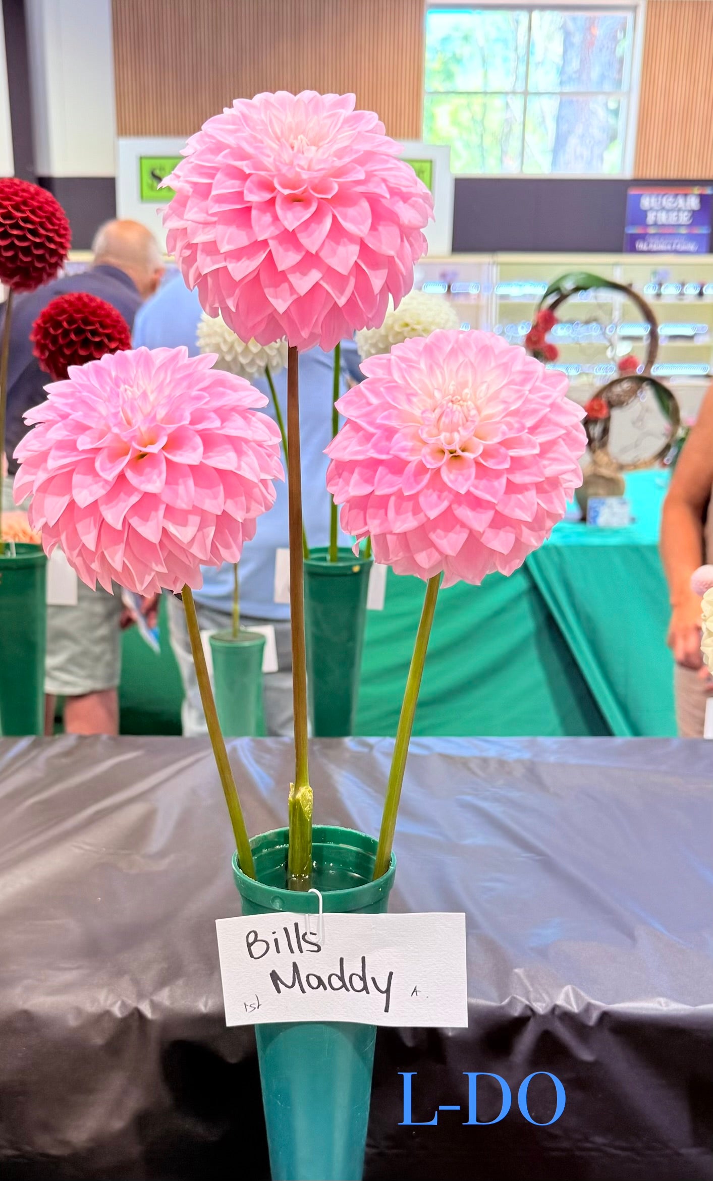 Bill's Maddy - Dahlia - Miniature Decorative