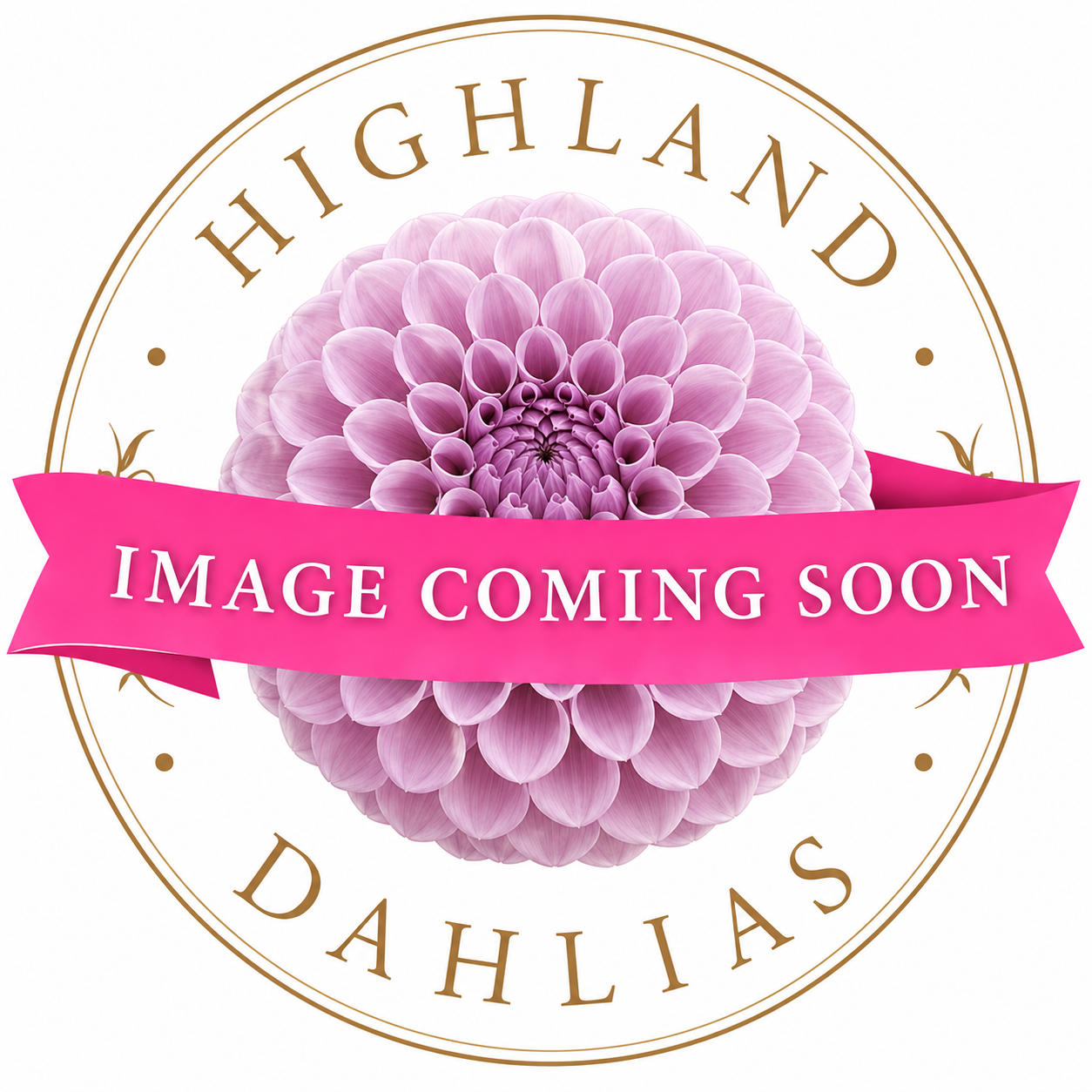 Devon Smokey - Dahlia - Miniature decorative