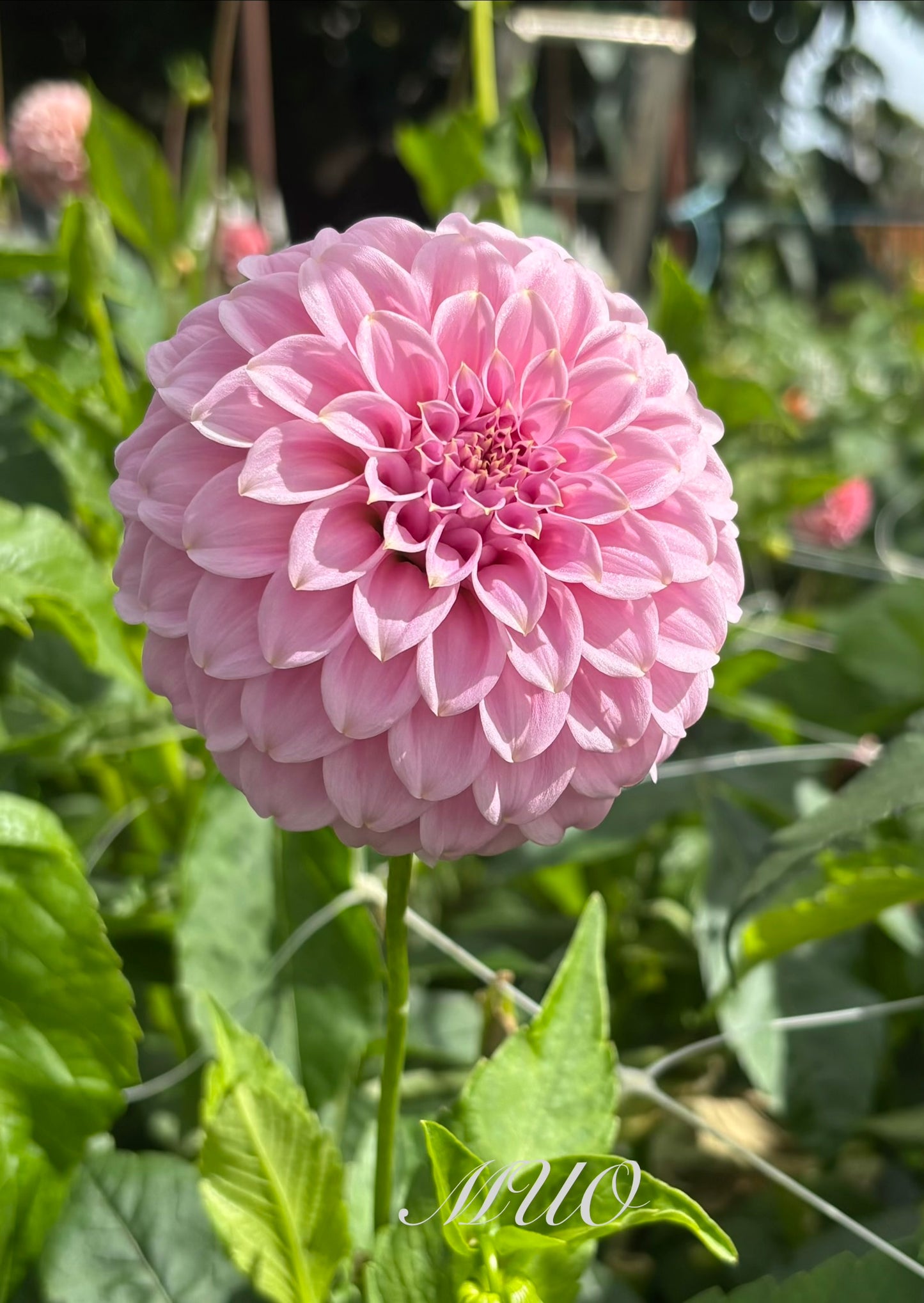 Araluen Leatrice - Dahlia - Miniature Decorative