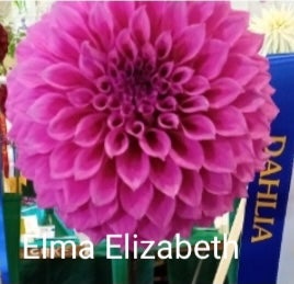 Elma Elizabeth - Dahlia - Medium Decorative