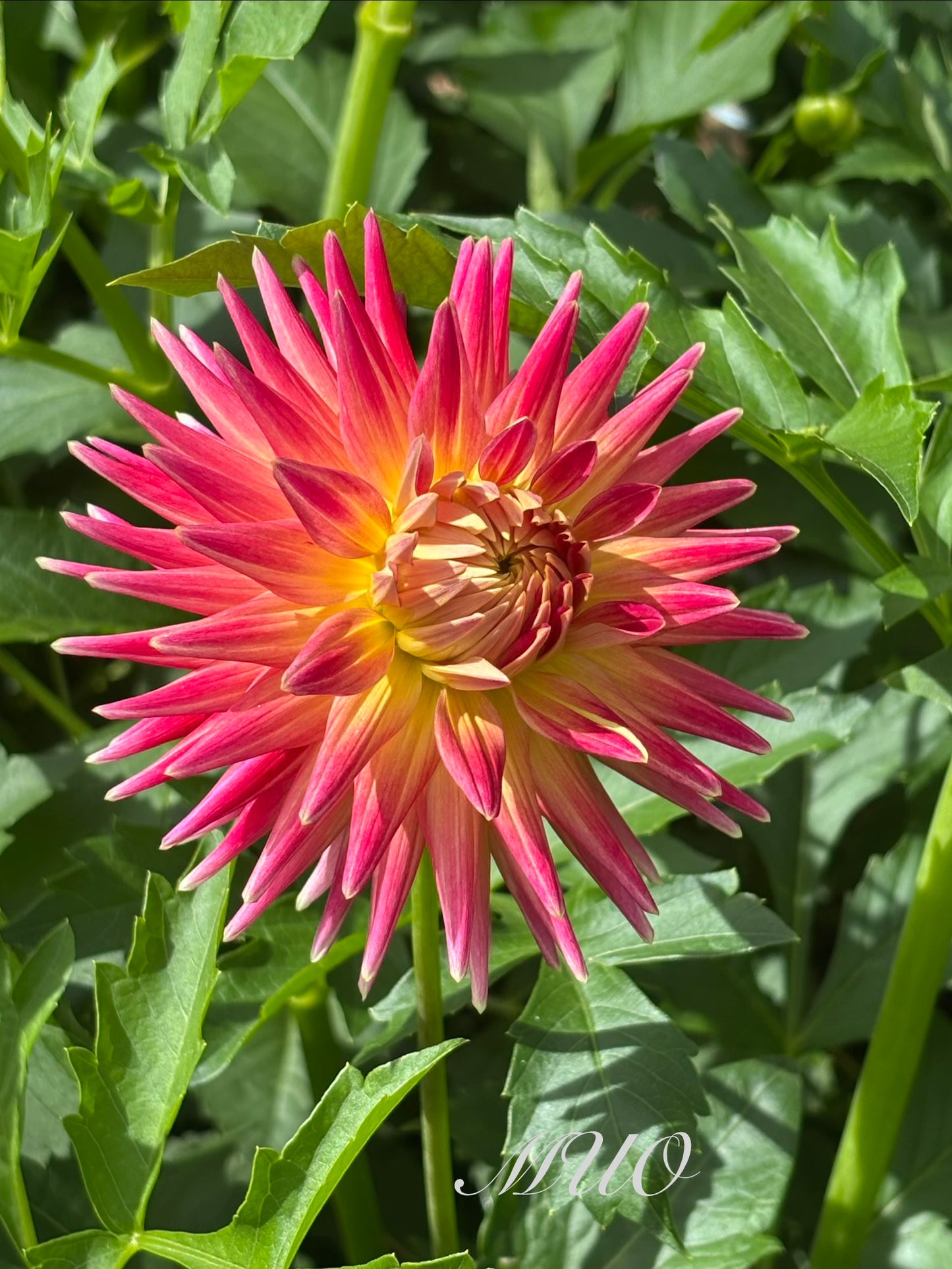 C.K Jaci - Dahlia - Small Cactus