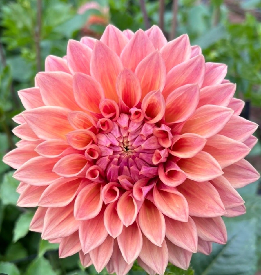 Winkie Cinnamon - Dahlia - Medium Decorative