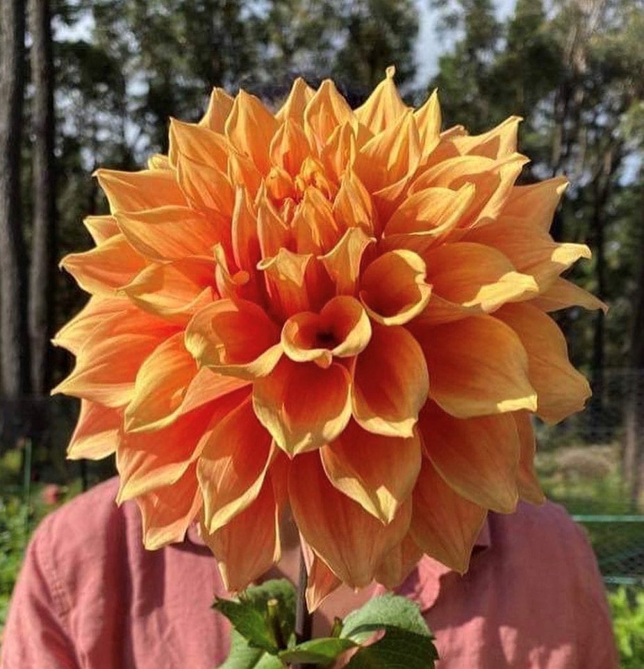 Winkie Whopper - Dahlia - Giant Decorative