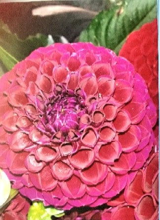 Ivanetti - Dahlia - Ball