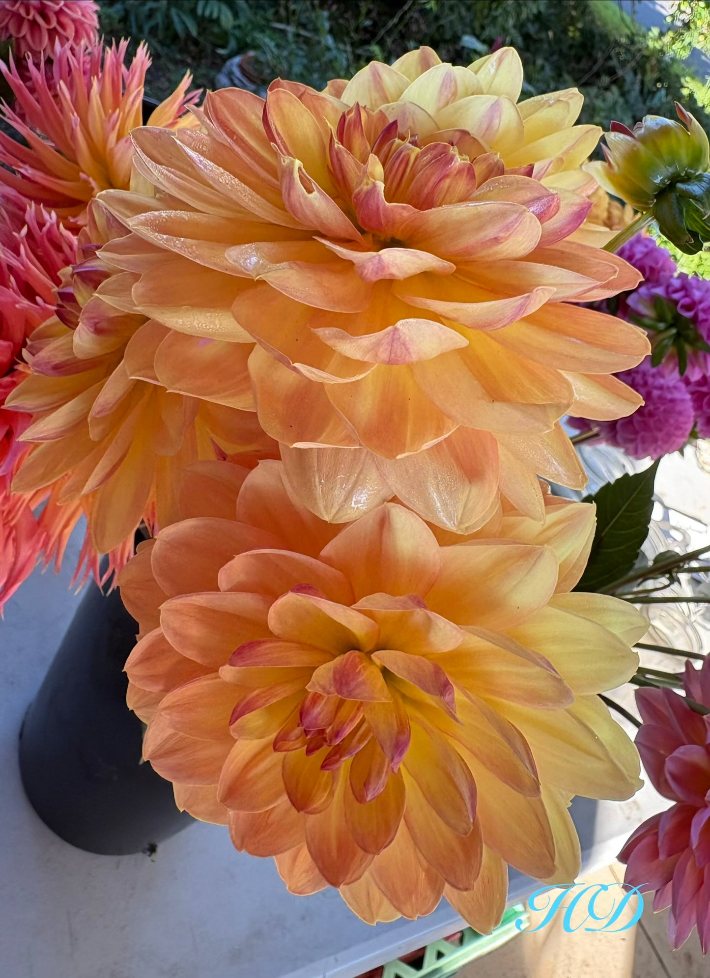 Bracken Lorelei - Dahlia - Waterlily