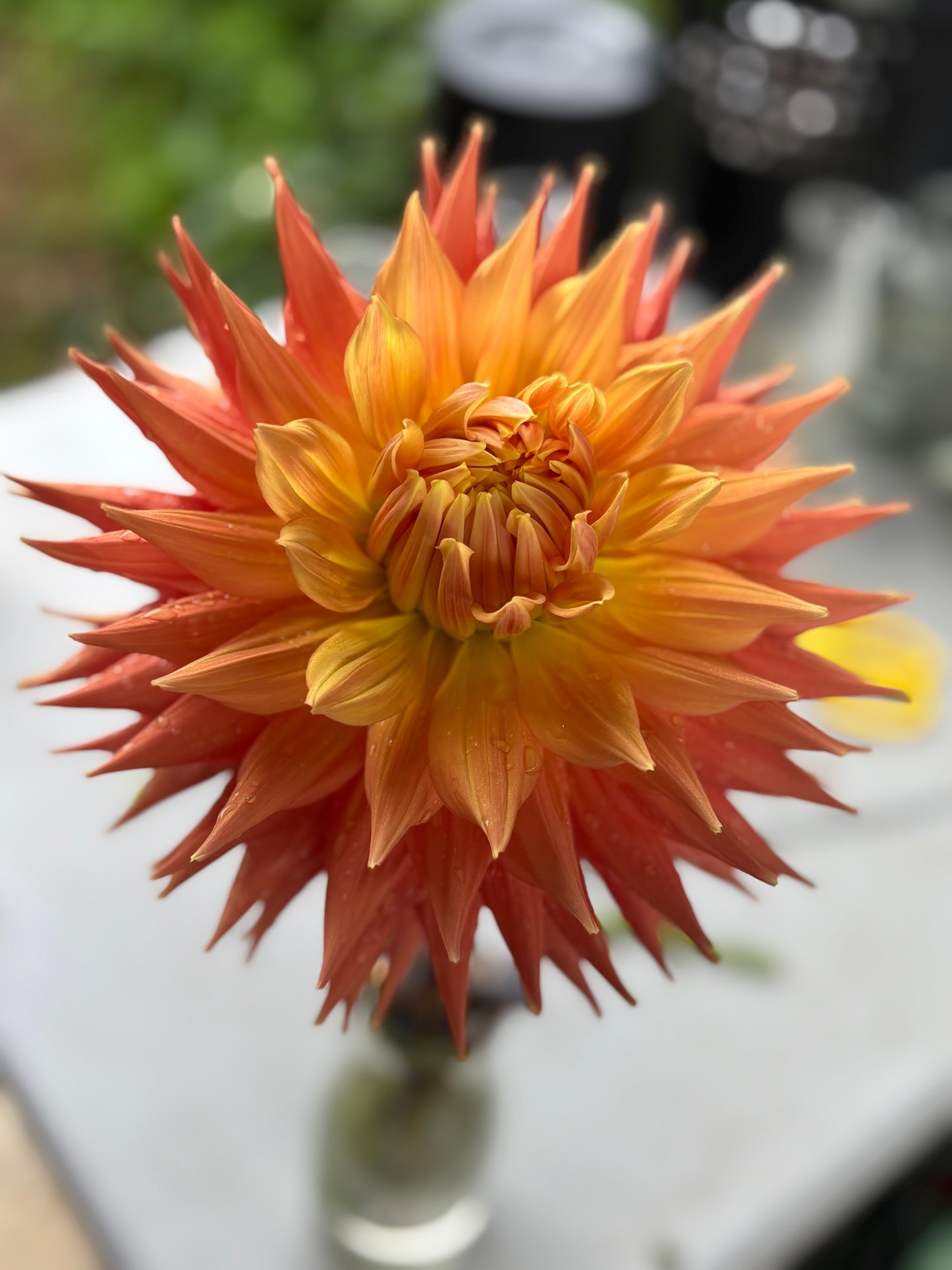 A.C Ben - Dahlia - Large/Giant Cactus