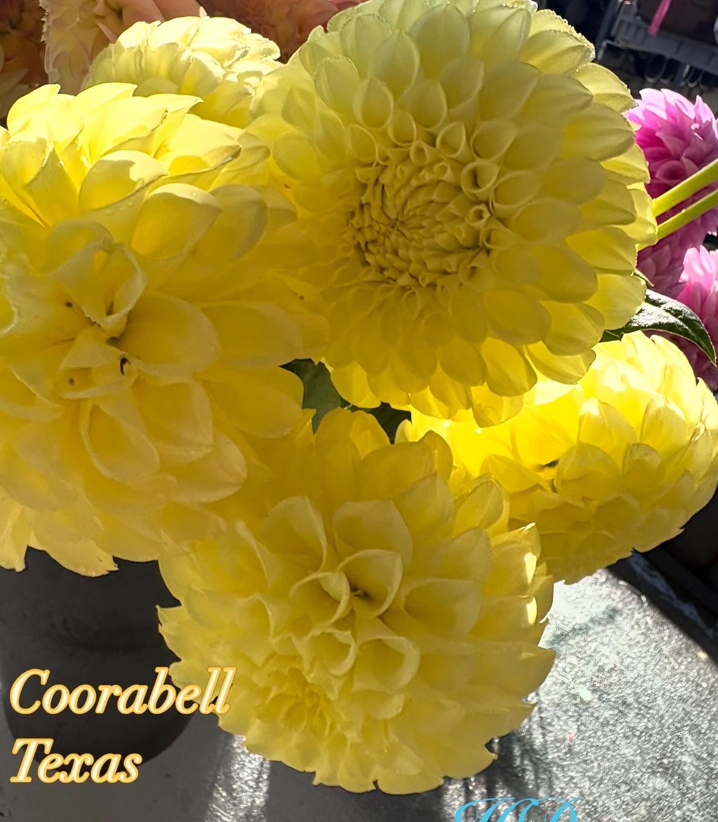 Coorabell Texas - Dahlia - Miniature Decorative