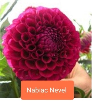 Nabiac Nevel - Dahlia - Ball