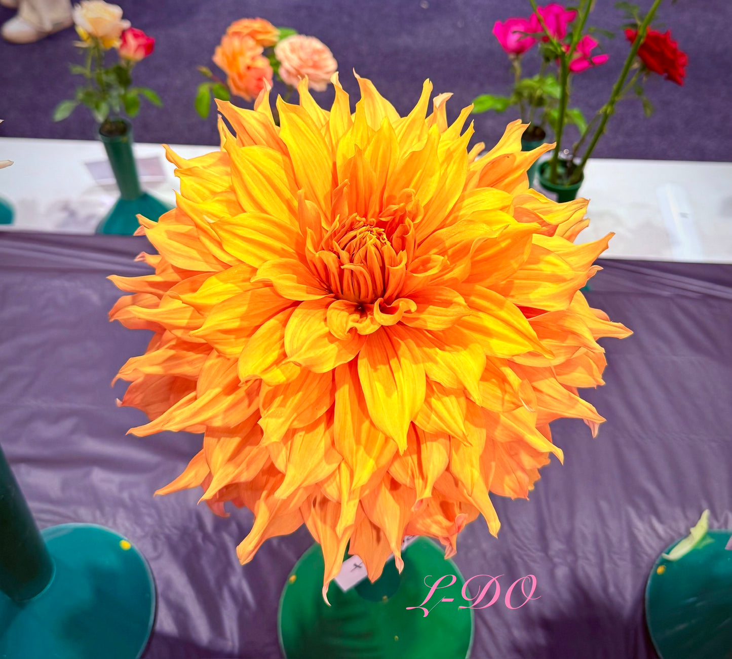 Hamari Gold - Dahlia - Giant Decorative