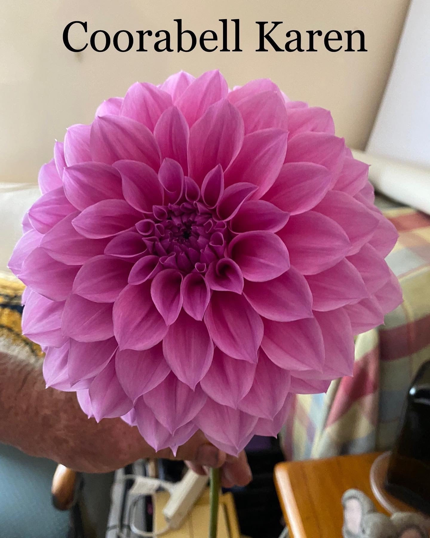 Coorabell Karen - Dahlia - Medium Decorative