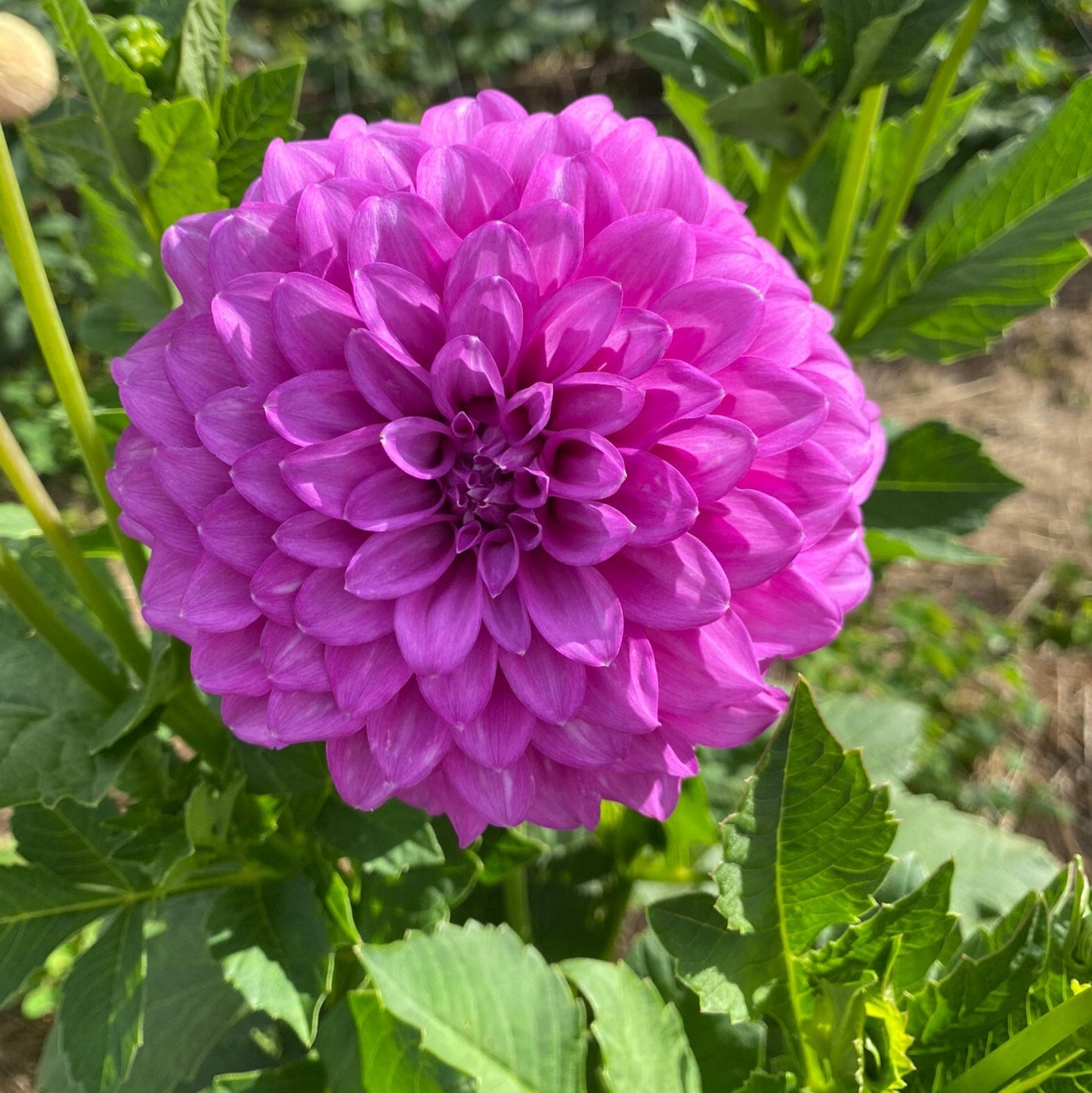Brooks Sharna - Dahlia - Miniature Decorative