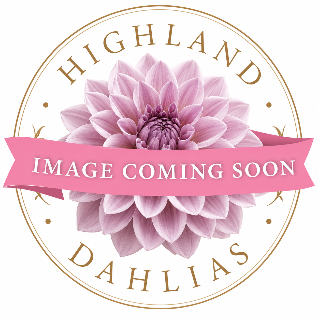 Devon Regal - Dahlia - Medium Decorative