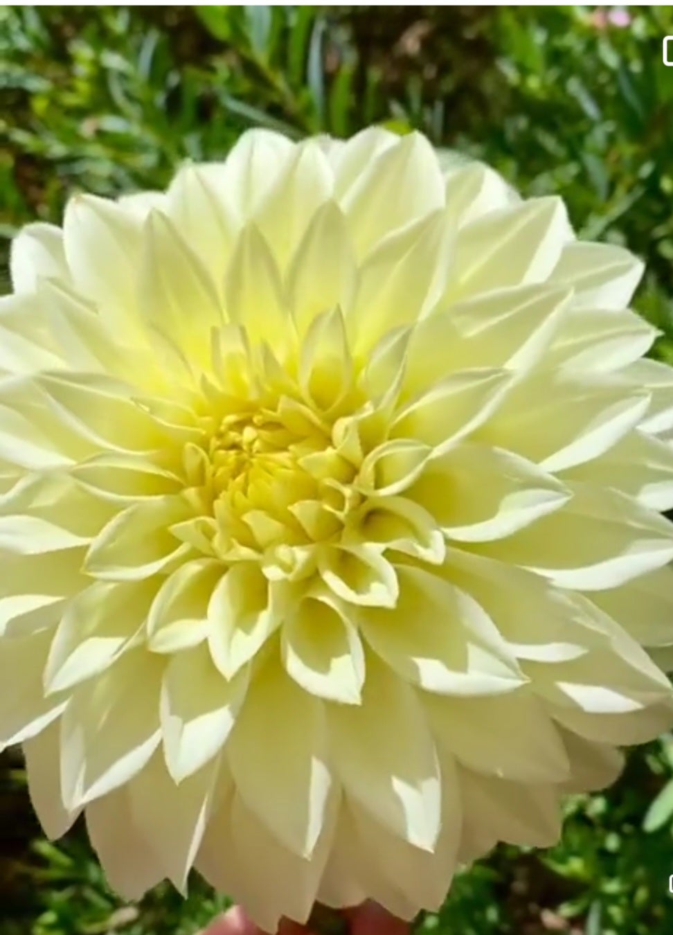 Trengrove Millenium - Dahlia - Small Decorative