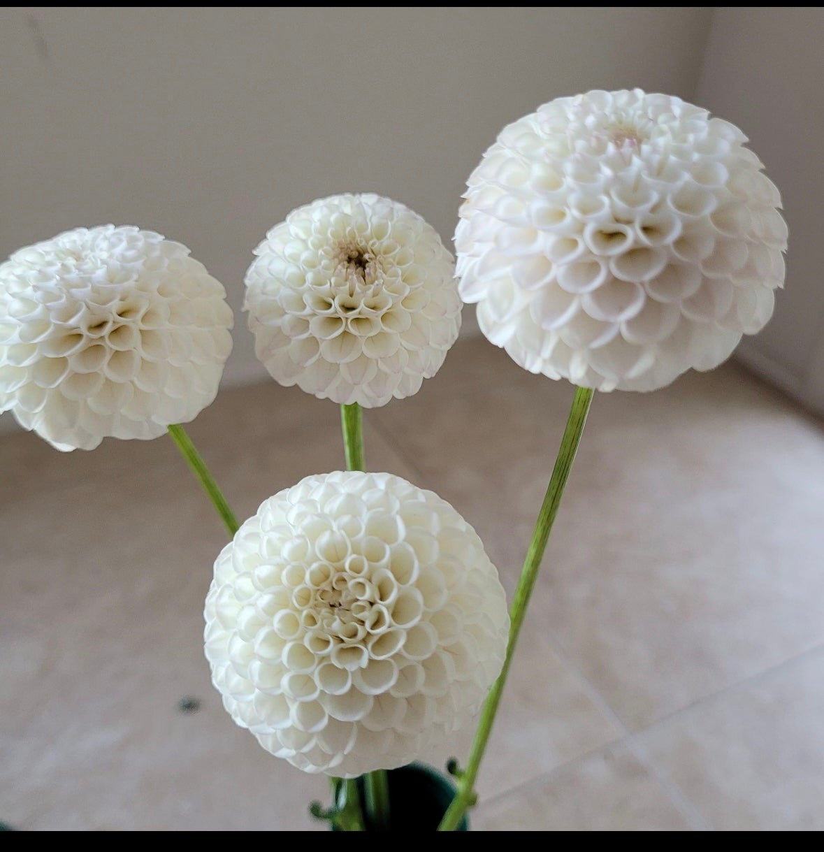 Glenbank Little Angel - Dahlia - Pompon