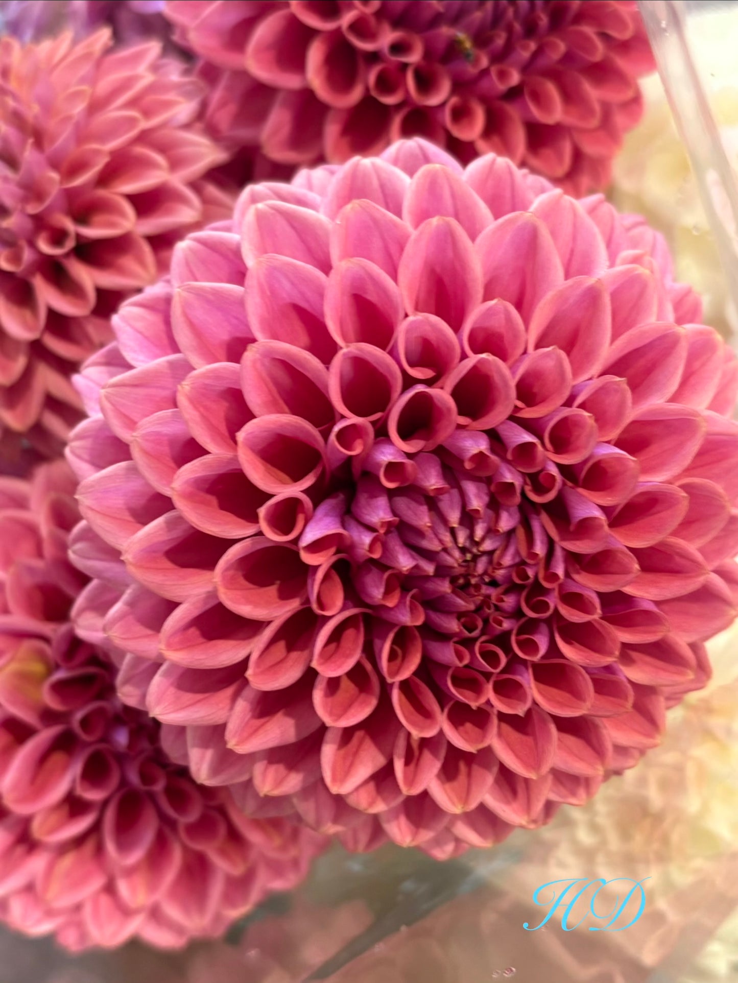 Winkie Truffle - Dahlia - Miniature Decorative