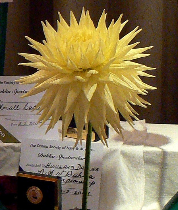 Reg Kappler - Dahlia - Large Cactus