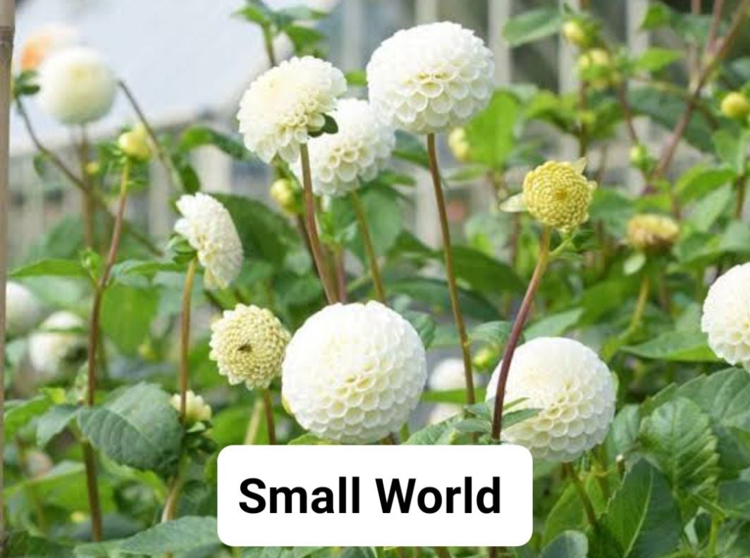 Small World - Dahlia - Pompon