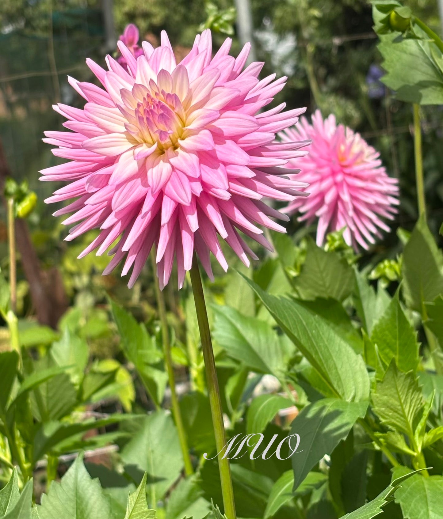 Devon Elegance - Dahlia - Small Cactus