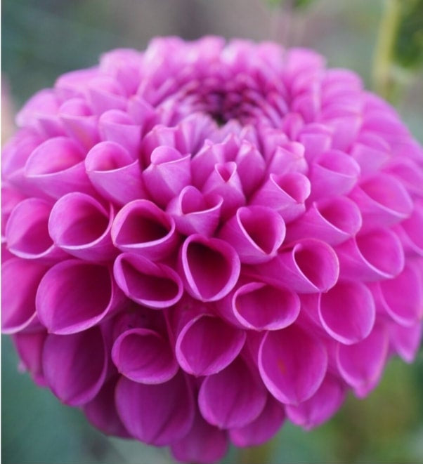 Isabel - Dahlia - Ball