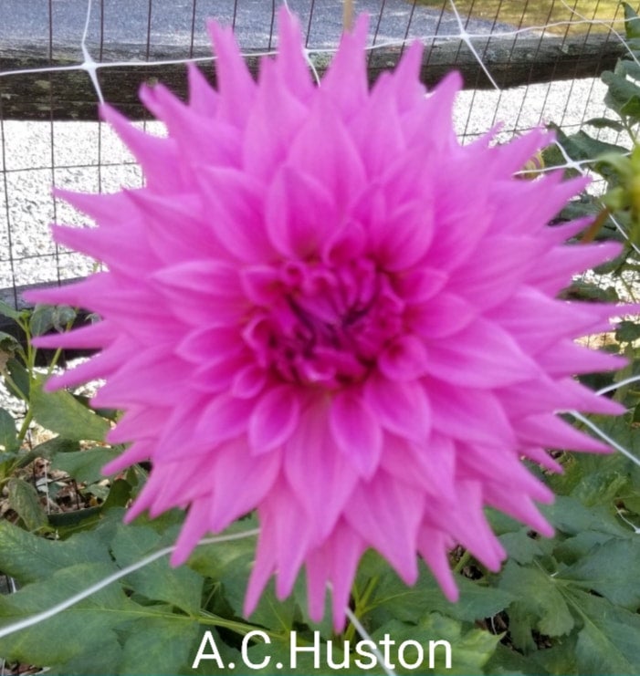 A.C Hudson - Dahlia - Giant Cactus/Semi Cactus
