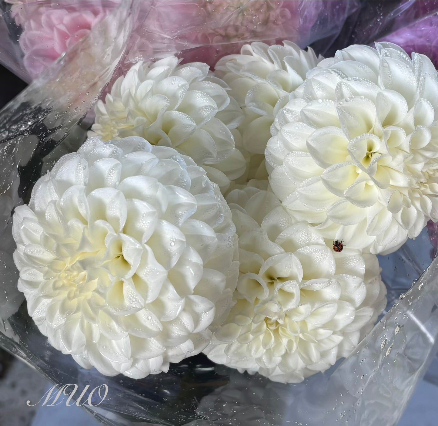 Winkie Kayline - Dahlia - Miniature Decorative