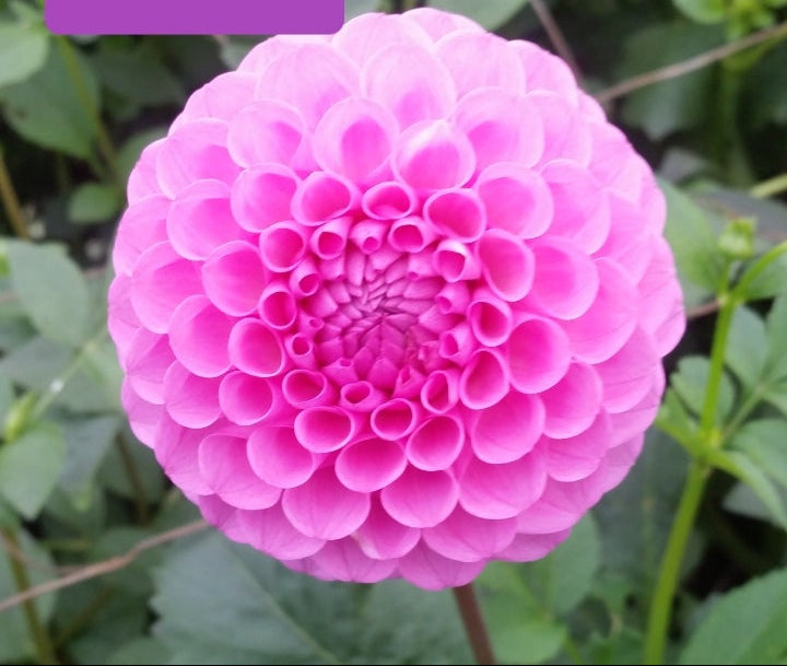 Joan O - Dahlia - Ball