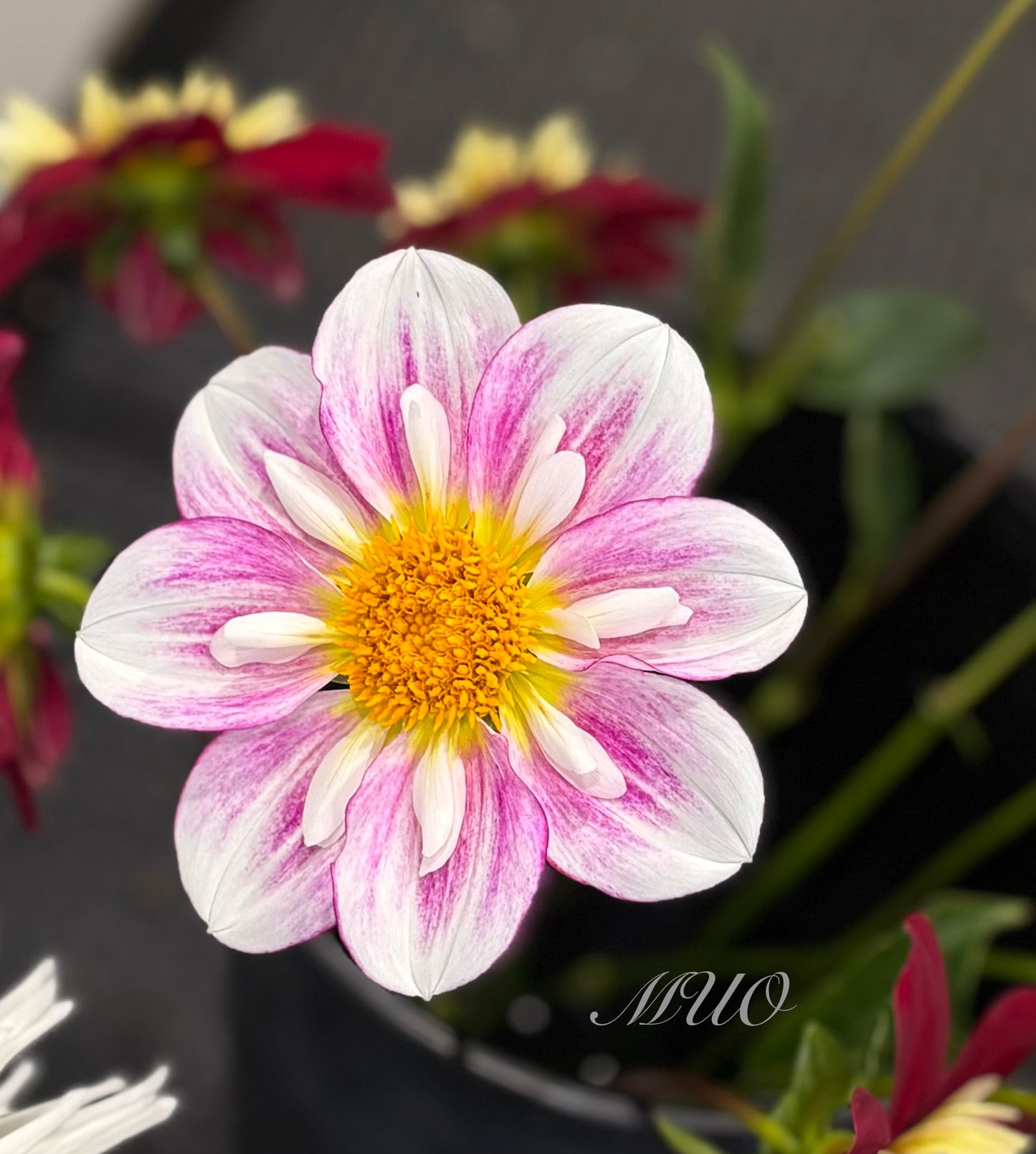 Kewe - Dahlia - Collerette