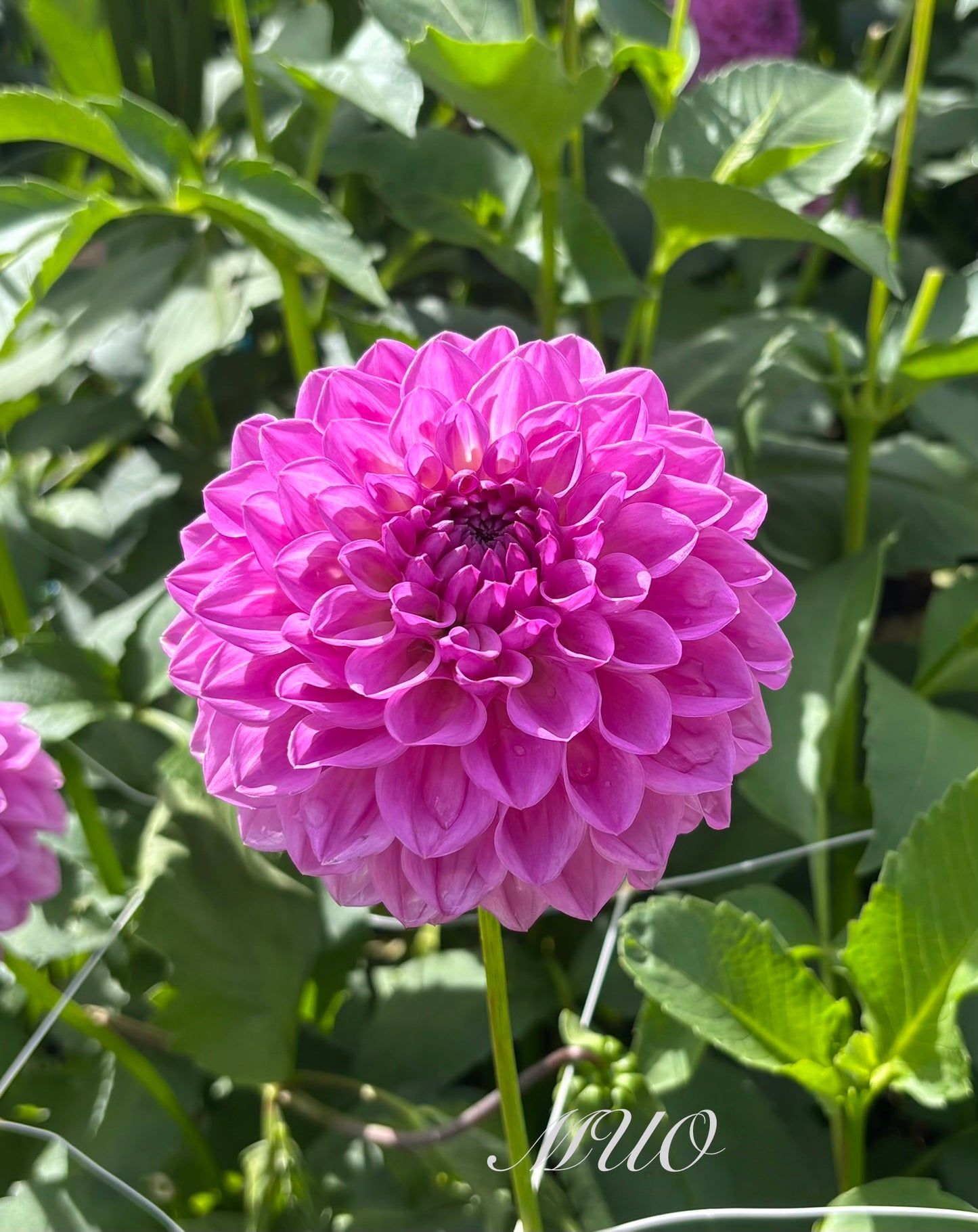Le Batts Prime - Dahlia - Small Decorative