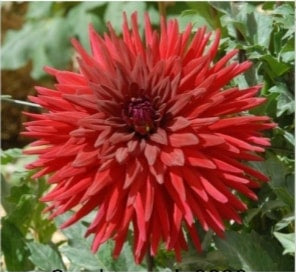 Scarborough 2000 - Dahlia - Large Cactus