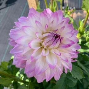Maggie Hannaford - Dahlia - Medium Decorative