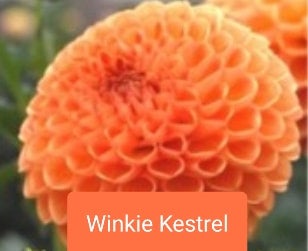 Winkie Kestrel - Dahlia - Ball