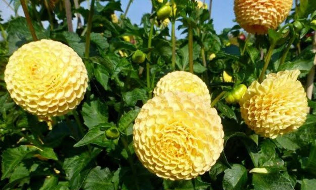 Glenbank Honeycomb - Dahlia - Pompon