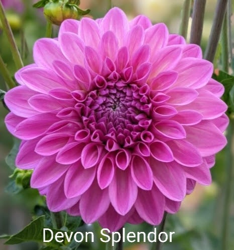Devon Splendor - Dahlia - Small Decorative