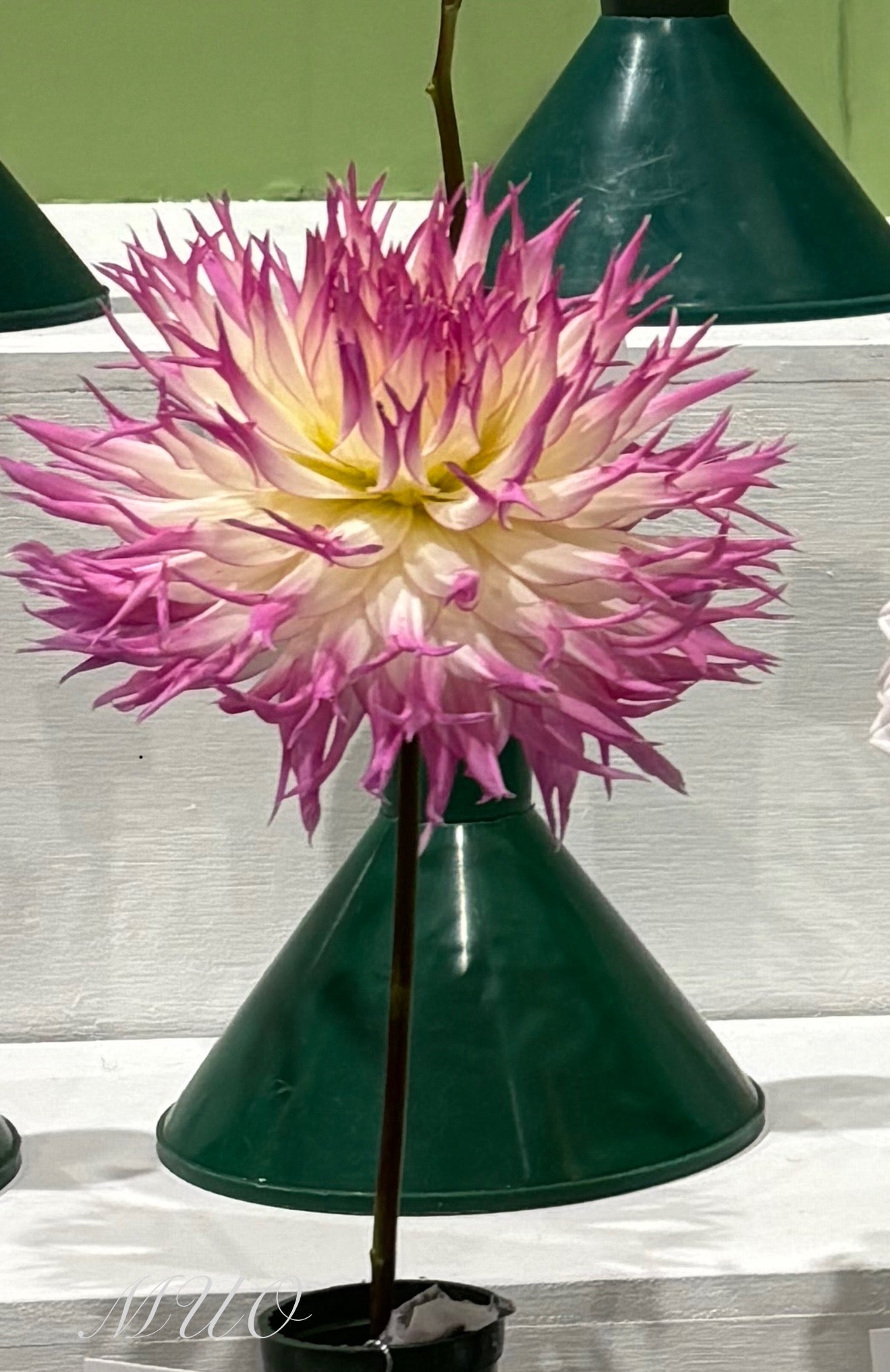 Alessia - Dahlia- Fimbriated Cactus