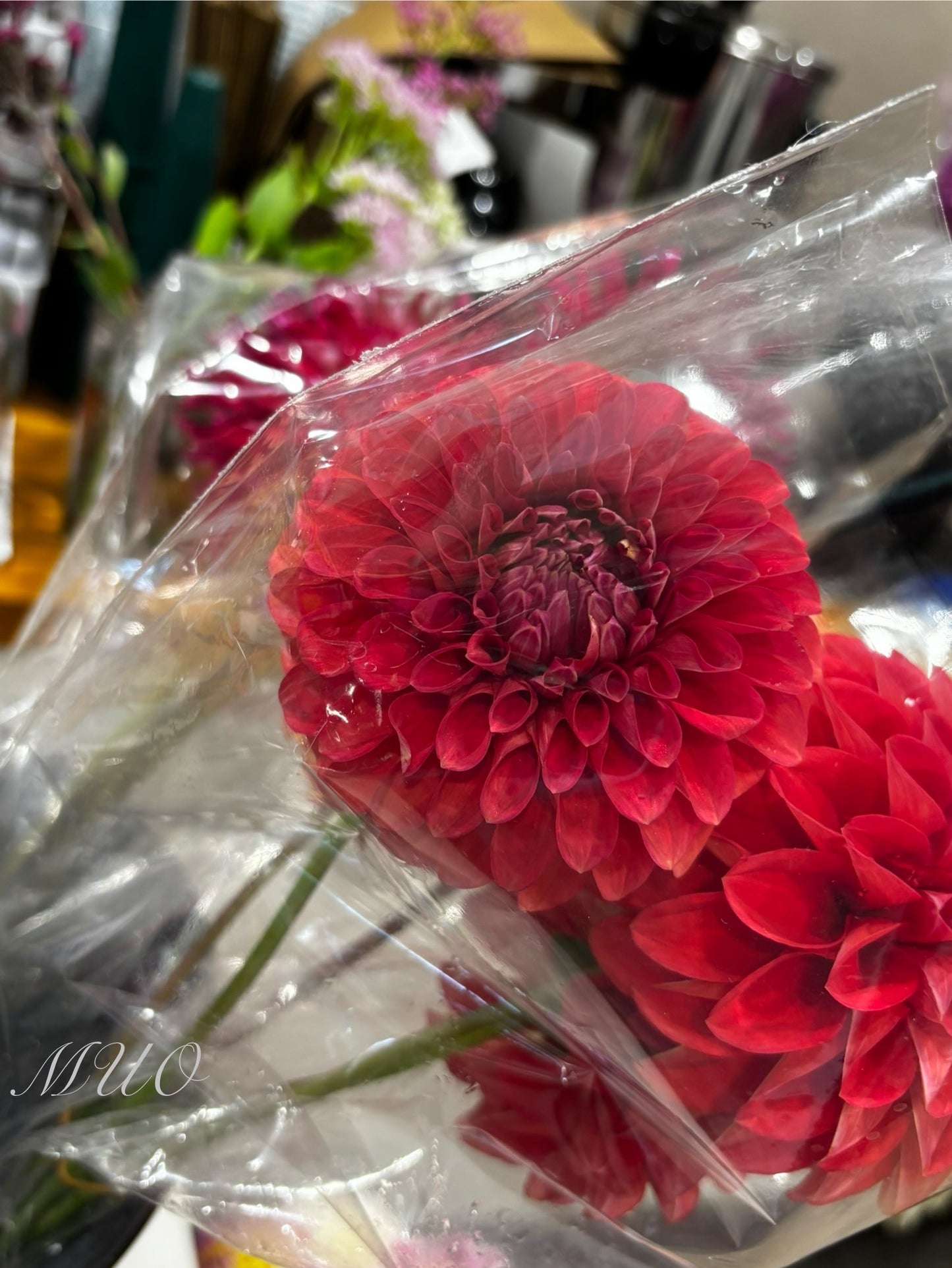 Aurora O - Dahlia - Miniature Decorative