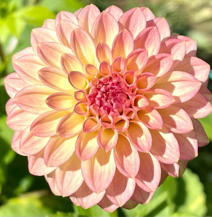 Darbro Highland - Dahlia - Miniature Decorative