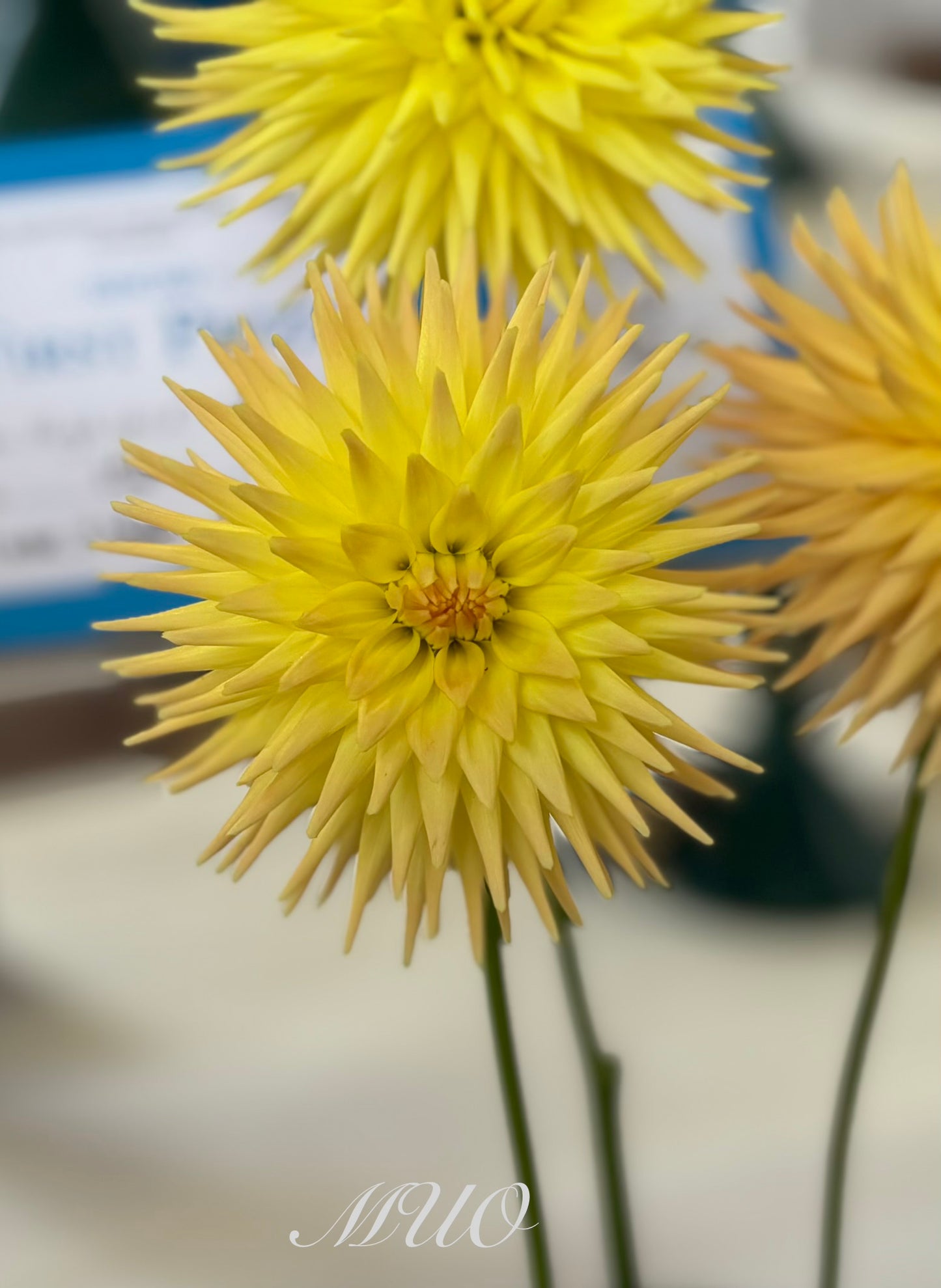 Devon Cocktail - Dahlia - Miniature Cactus