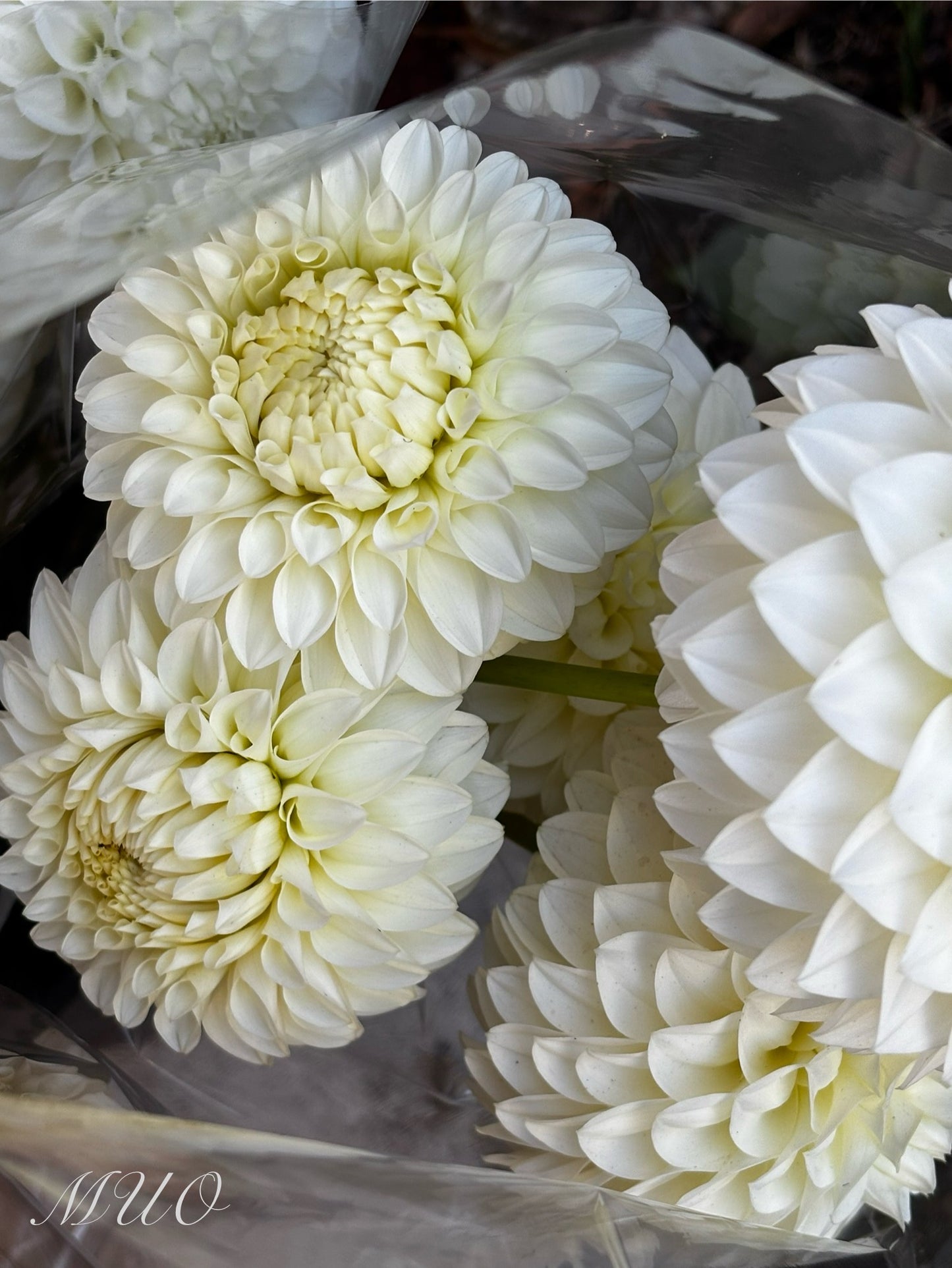 Boundary Snowflake - Dahlia - Miniature Decorative