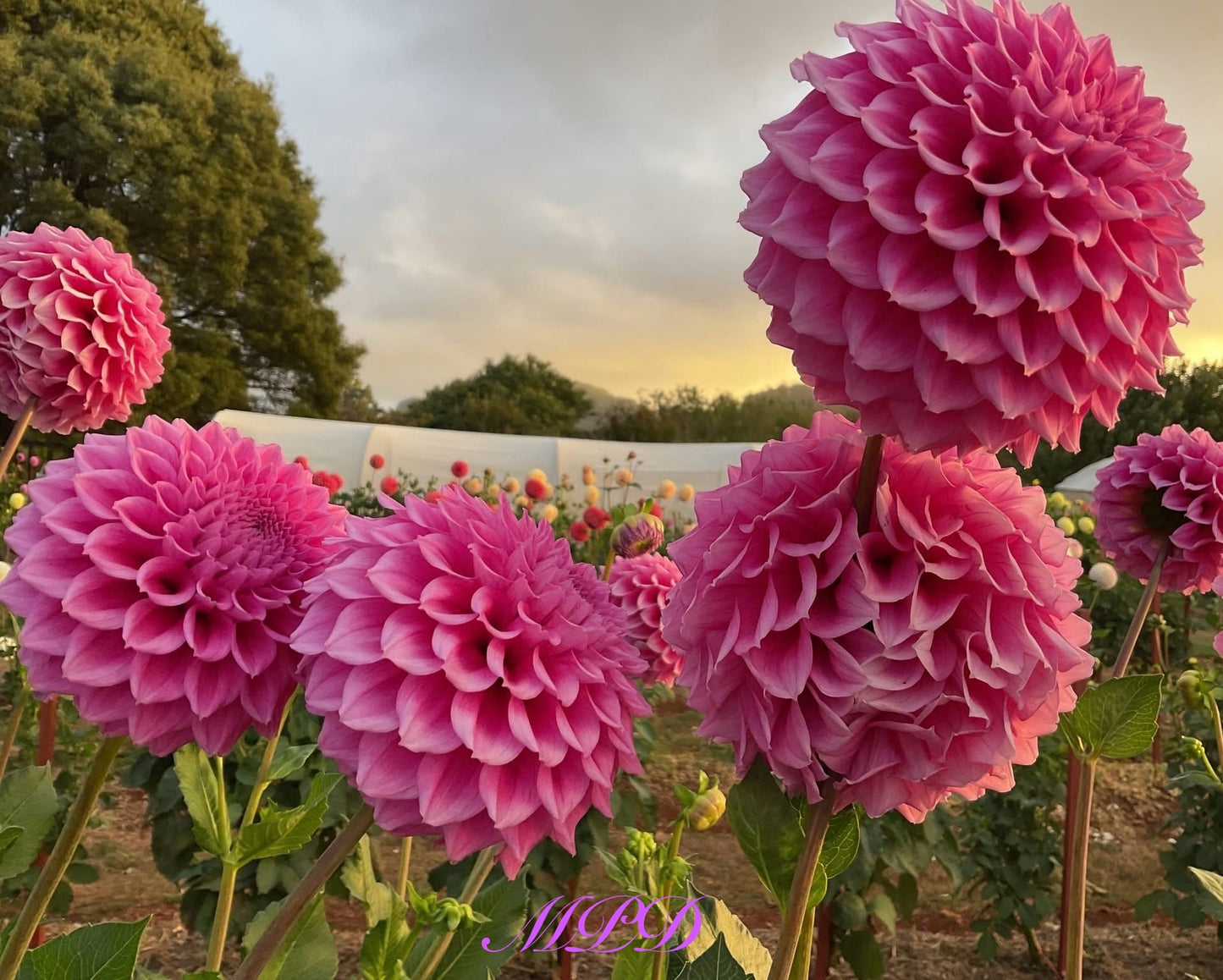 Bracken Rose (AU) - Dahlia - Small Decorative