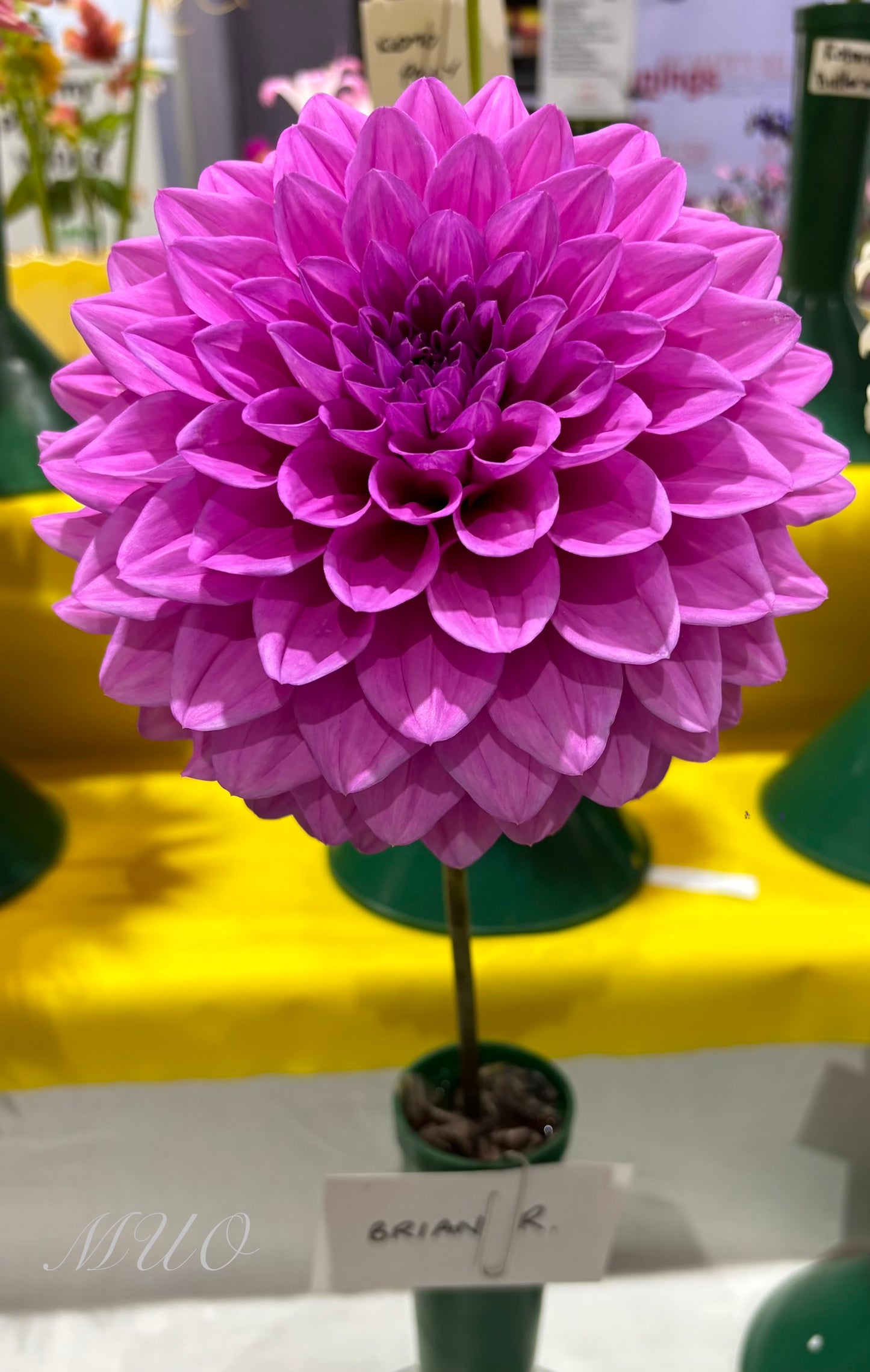 Brian R - Dahlia - Medium Decorative