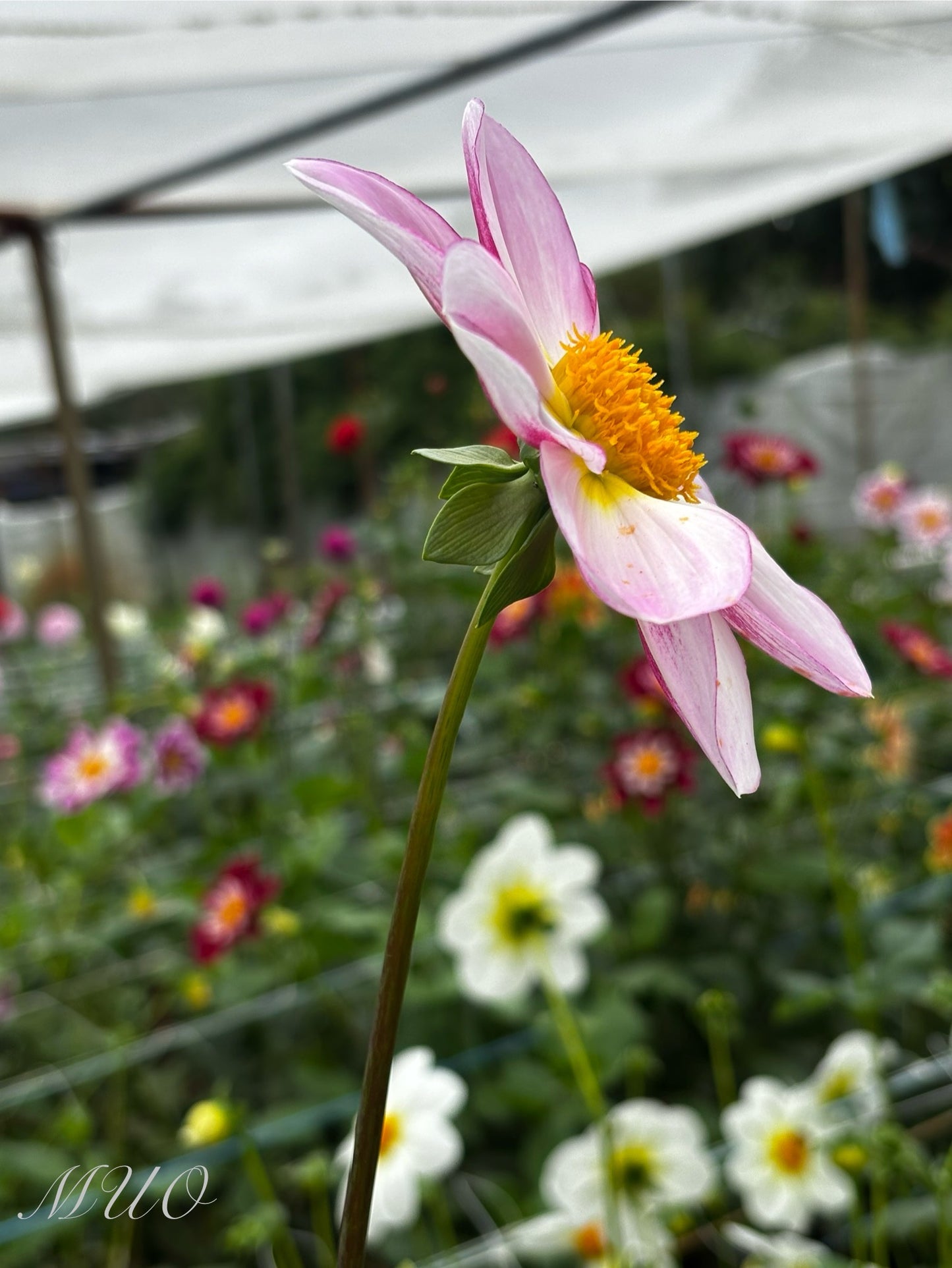 Brooks Entice - Dahlia - Single