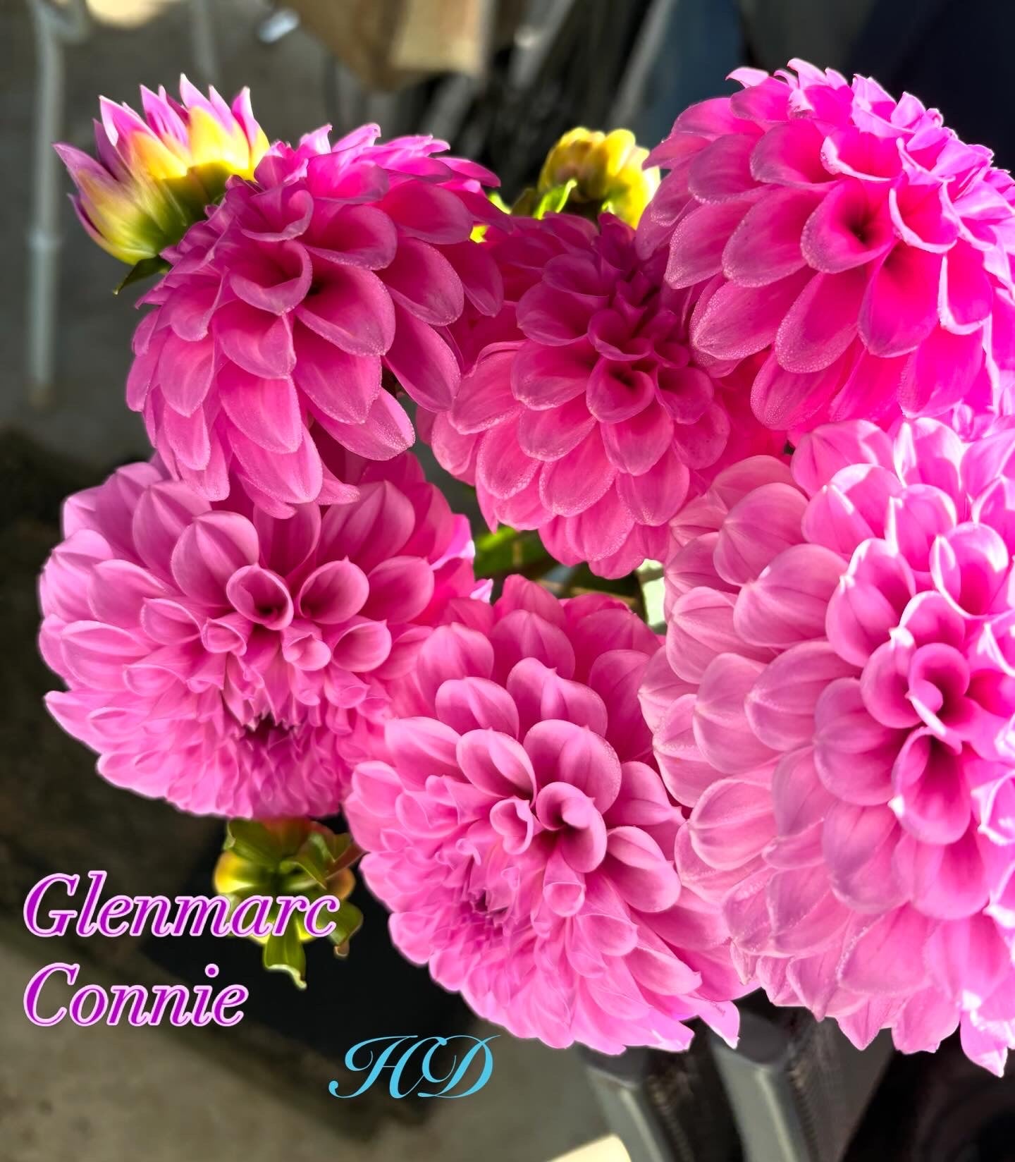 Glenmarc Connie - Dahlia - Miniature Decorative
