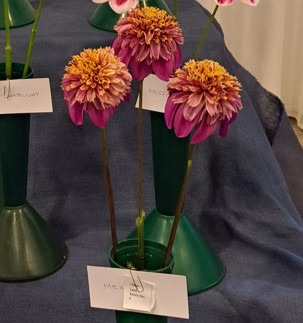 Mexico - Dahlia - Anemone