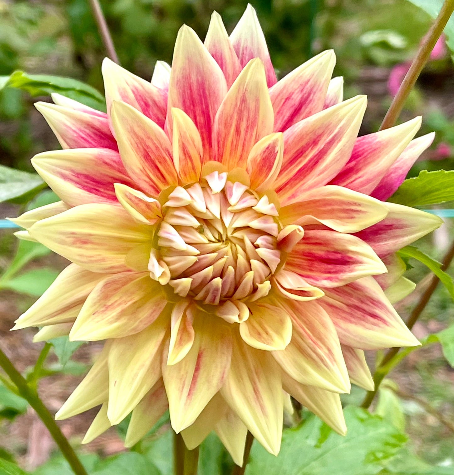 Maxmann - Dahlia - Giant Cactus