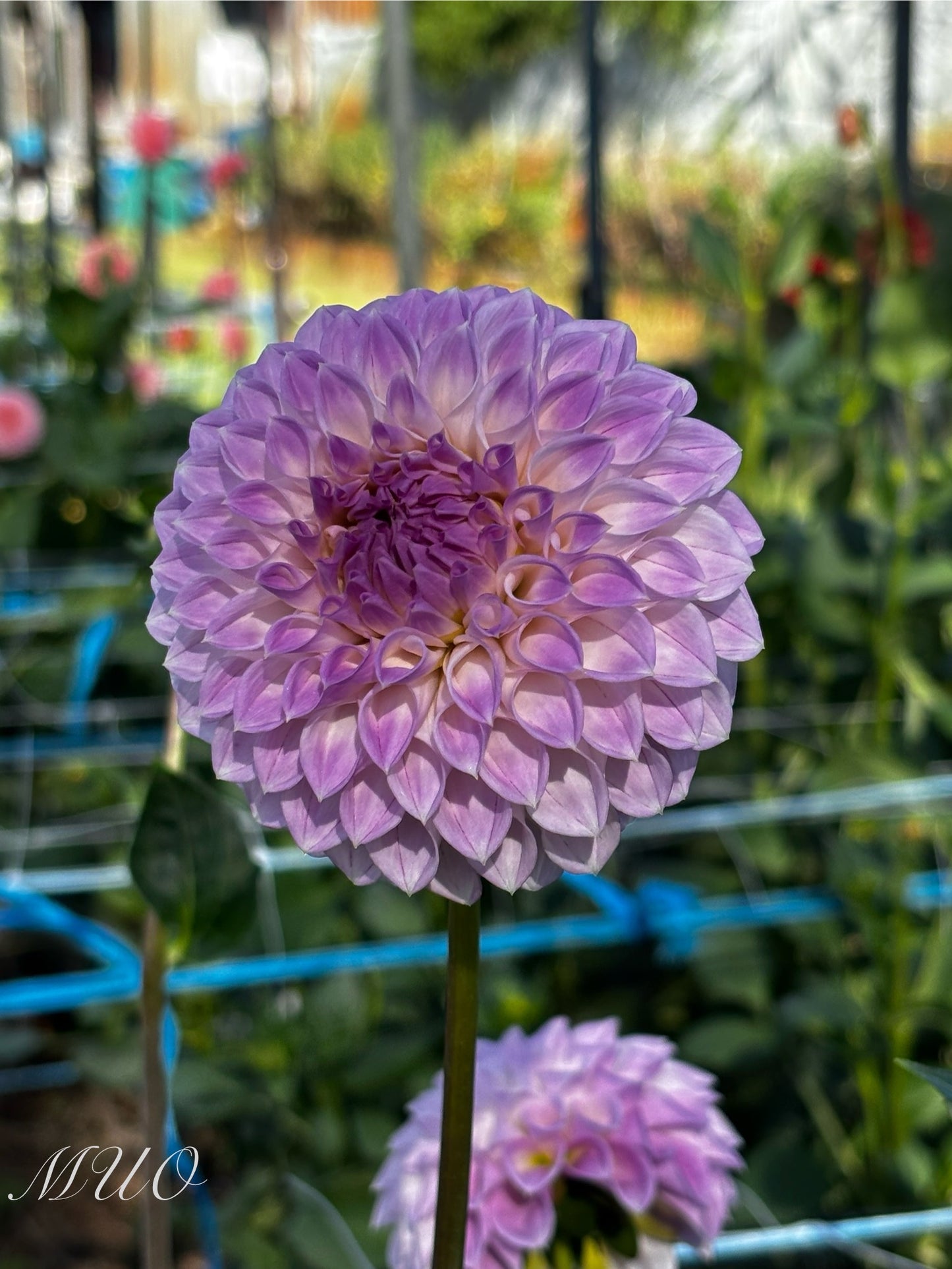 C.K Faye - Dahlia - Small Decorative