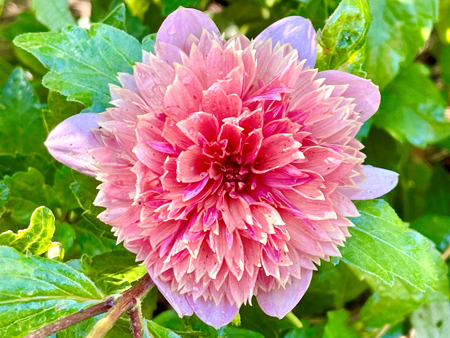 Wonderland - Dahlia - Anemone