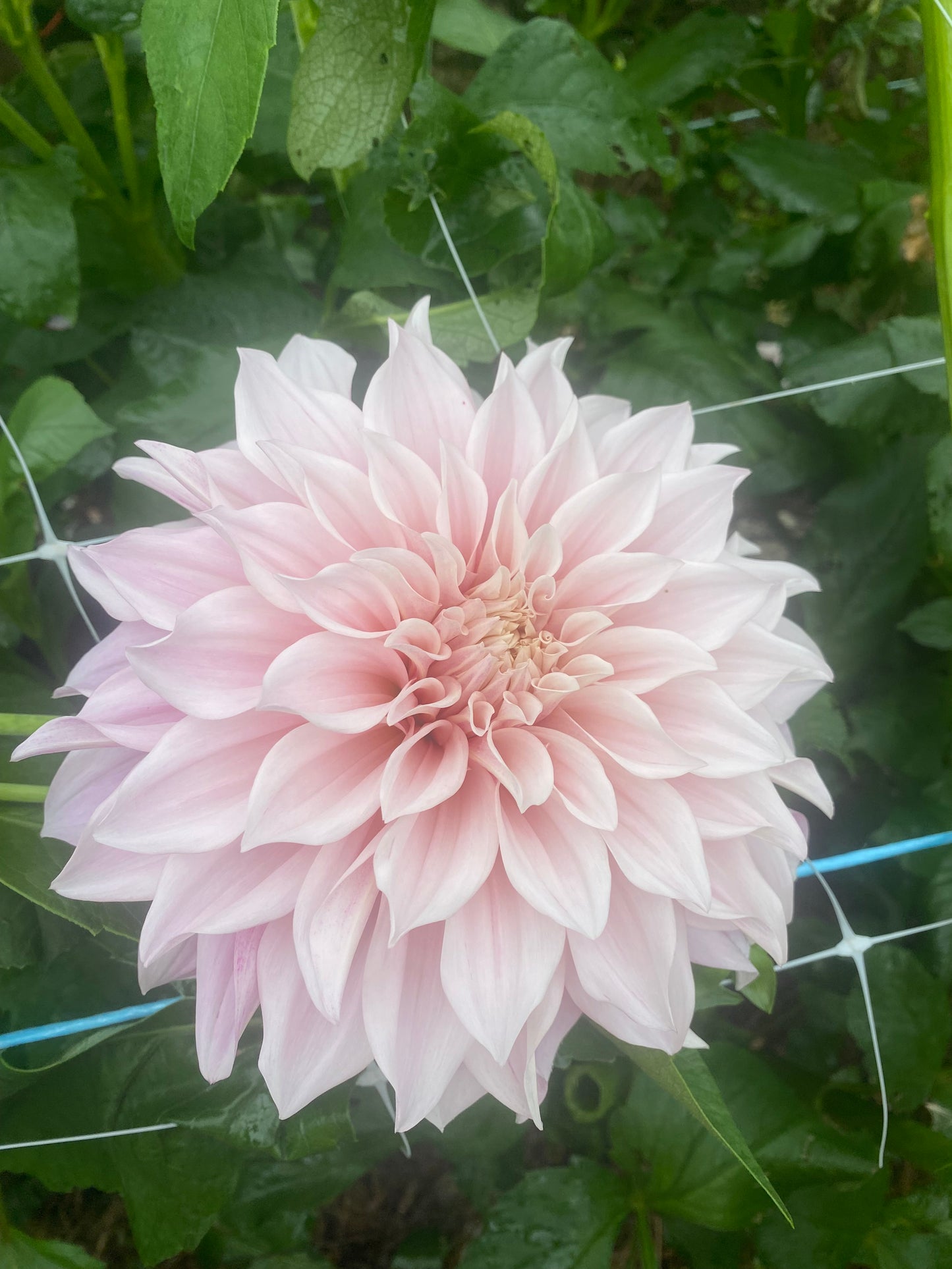 Cafe Au Lait - Dahlia - Large Decorative